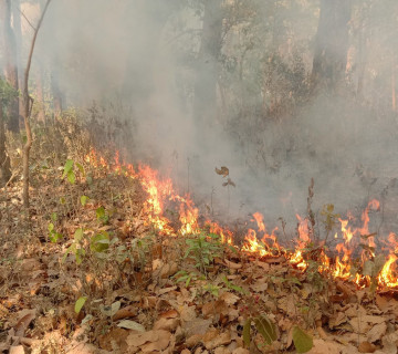 डढेलोले सखाप हुँदै सुदूरपश्चिमको वन, कैलालीमा मात्र ७ हजार हेक्टर वनमा डढेलो